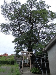 荒神神社のムクノキ