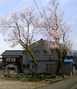 城端野下のコシノヒガンザクラ（越村型原木）