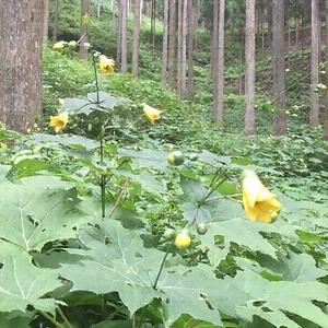 キレンゲショウマ自生地