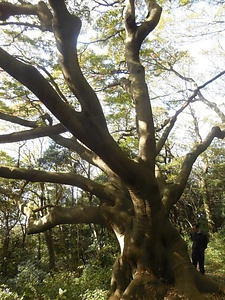 竜王山のハマセンダン