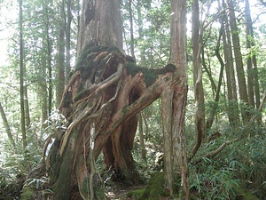 白髪山八反奈路根下がりヒノキ群生地