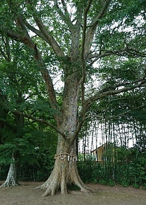 八幡宮の大ケヤキ