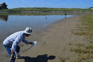 海浜性ハンミョウ生息地