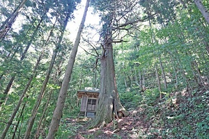 聖神社（山崎文殊堂）のサワラ