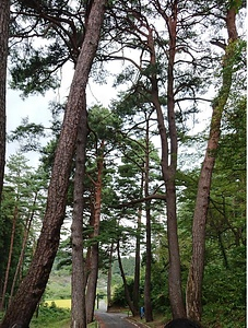 法光寺参道松並木