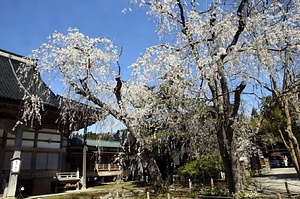 正福寺のシダレザクラ