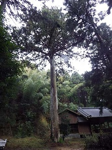 熊野神社の大スギ