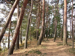 中川低地の河畔砂丘群　志多見砂丘