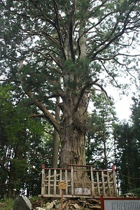 戸隠神社のスギ