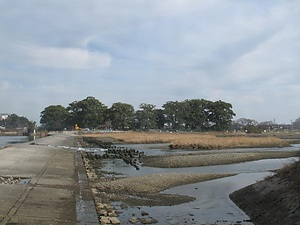 岩国市楠町一丁目のクスノキ巨樹群