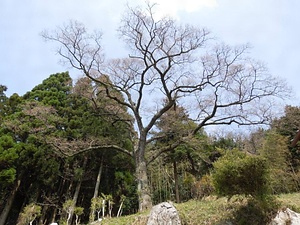 三坂のエドヒガン