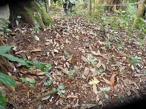 高城町石山のヤッコソウ発生地