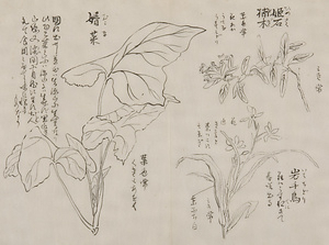 日光山艸木花鳥図画帖　3　模写「姫石楠木、岩千鳥、婿菜」『日光山志』第4巻より