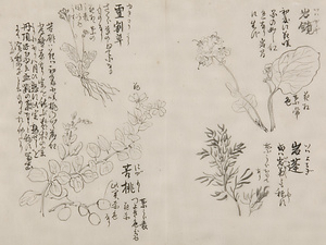 日光山艸木花鳥図画帖　4　模写「岩鏡、岩蓬、雪割草、苦桃」『日光山志』第4巻より