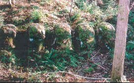 正法寺川北沢下流鉄線蛇籠水制工