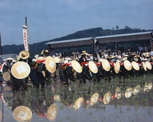 壬生の花田植