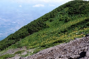 後方羊蹄山の高山植物帯