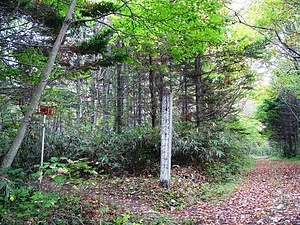 野幌原始林