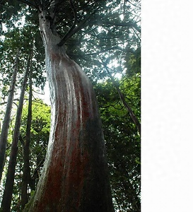 ヒノキアスナロおよびアオトドマツ自生地