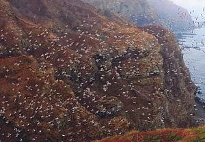 天売島海鳥繁殖地