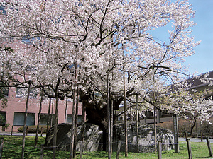 盛岡石割ザクラ