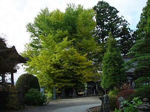 長泉寺の大イチョウ