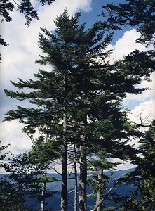 早池峰山のアカエゾマツ自生南限地