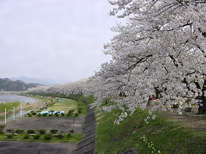 檜木内川堤（サクラ）