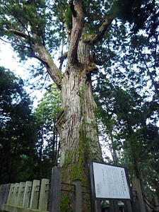 熊野神社の大スギ