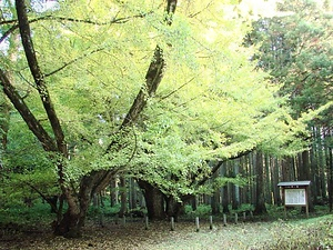 早田のオハツキイチョウ