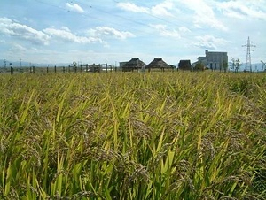 西沼田遺跡