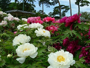 須賀川の牡丹園