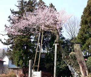 馬場ザクラ