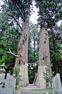 諏訪神社の翁スギ媼スギ