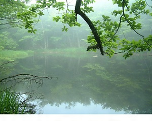 平伏沼モリアオガエル繁殖地