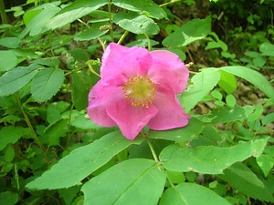 中山風穴地特殊植物群落