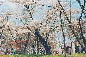 桜川（サクラ）