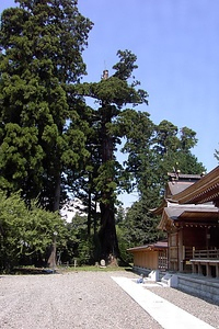 安良川の爺スギ