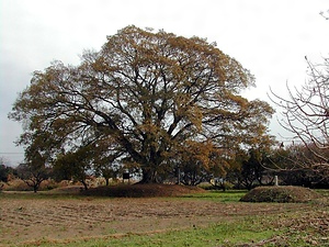 新治廃寺跡<BR/>　附　上野原瓦窯跡