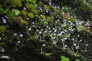 コウシンソウ自生地