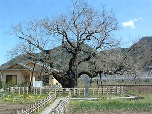 薄根の大クワ