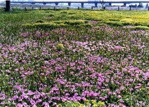 田島ヶ原サクラソウ自生地