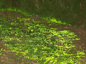 吉見百穴ヒカリゴケ発生地