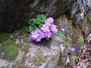 武甲山石灰岩地特殊植物群落