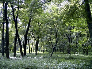 平林寺境内林