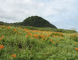 太東海浜植物群落