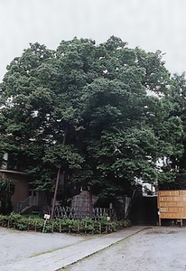 練馬白山神社の大ケヤキ