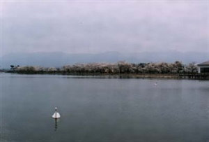 水原のハクチョウ渡来地