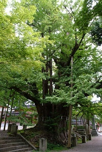 上日寺のイチョウ