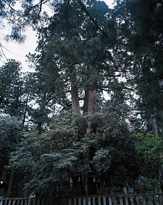 八幡神社の大スギ